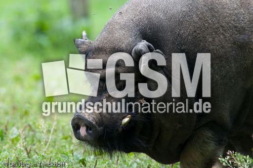 Hängebauchschwein (33 von 37).jpg